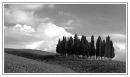 Trees near Monticchiello